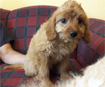 Small Photo #6 Cavapoo Puppy For Sale in COPPERAS COVE, TX, USA