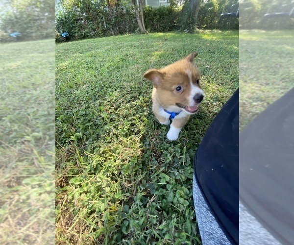 Medium Photo #7 Pembroke Welsh Corgi Puppy For Sale in INDEPENDENCE, MO, USA