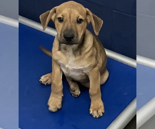 Medium Photo #1 Mutt Puppy For Sale in Sterling, MA, USA