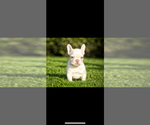 Small #5 French Bulldog