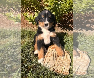 Bernese Mountain Dog Puppy for sale in MIDDLEBURY, IN, USA