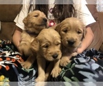 Small Photo #9 Golden Retriever Puppy For Sale in LAKE GEORGE, NY, USA