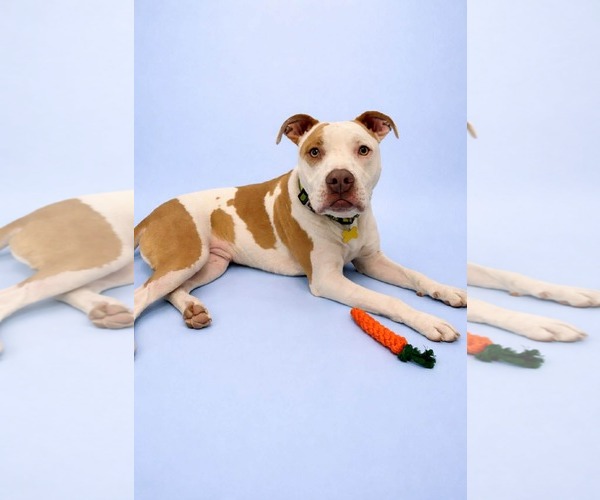 Medium Photo #3 Mutt Puppy For Sale in Sandy, UT, USA