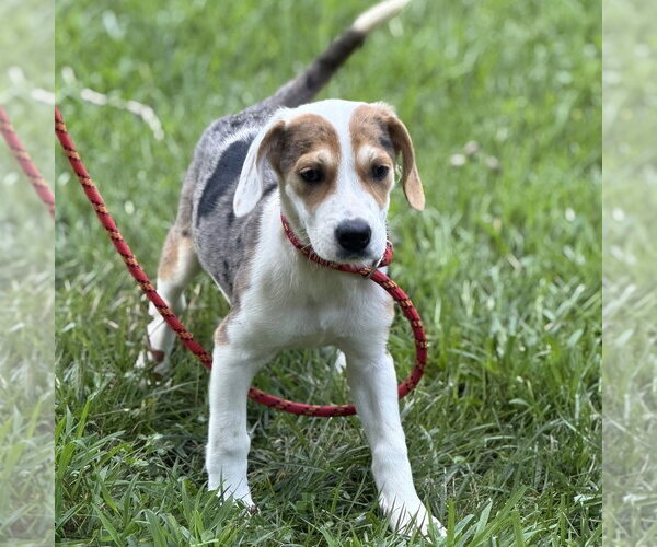 Medium Photo #4 Beagle Puppy For Sale in Yardley, PA, USA