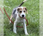 Small #3 Beagle