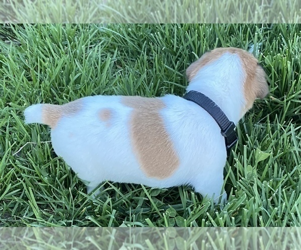 Medium Photo #4 Jack Russell Terrier Puppy For Sale in FREEMAN, MO, USA