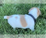 Small Photo #4 Jack Russell Terrier Puppy For Sale in FREEMAN, MO, USA