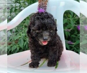 Goldendoodle-Poodle (Miniature) Mix Puppy for sale in CANAJOHARIE, NY, USA
