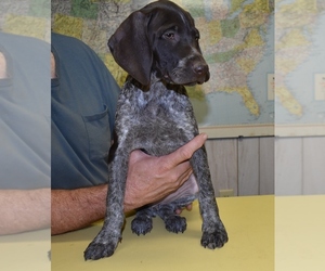 German Shorthaired Pointer Puppy for sale in MIDDLETON, TN, USA