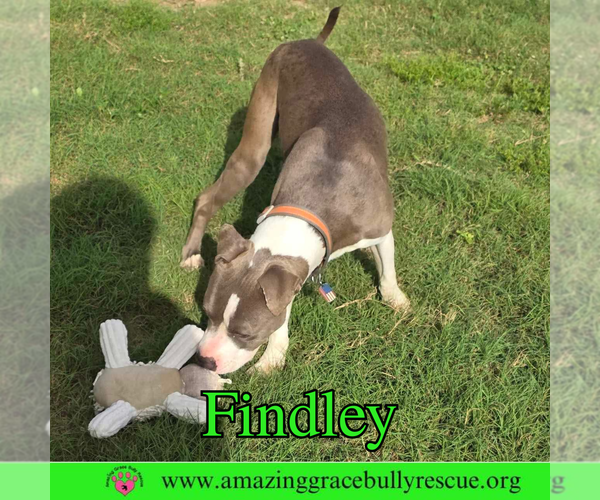 Medium Photo #4 American Bulldog-Unknown Mix Puppy For Sale in Pensacola, FL, USA