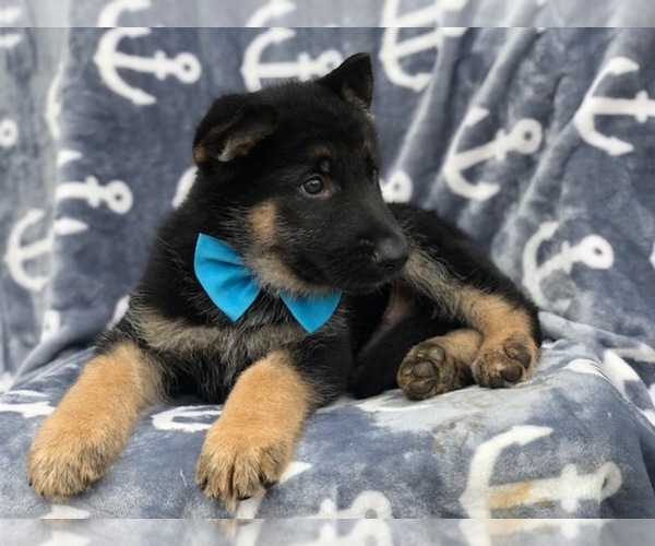 Medium Photo #5 German Shepherd Dog Puppy For Sale in EAST EARL, PA, USA