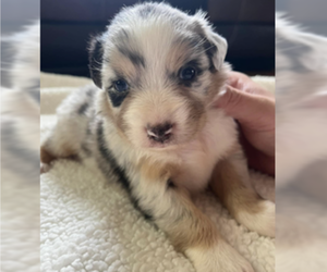 Australian Shepherd Puppy for sale in DRYDEN, VA, USA