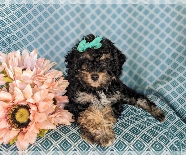 Medium Photo #5 Miniature Bernedoodle-Poodle (Miniature) Mix Puppy For Sale in OXFORD, PA, USA