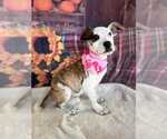 Small #9 American Pit Bull Terrier Mix