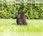 Small Photo #10 Chow Chow Puppy For Sale in NAPPANEE, IN, USA