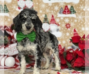 Poodle (Miniature) Puppy for sale in LANCASTER, PA, USA