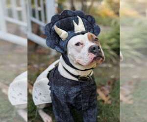 American Pit Bull Terrier-Bulldog Mix Dogs for adoption in Caribou, ME, USA