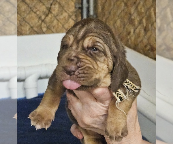 Medium Photo #2 Bloodhound Puppy For Sale in SULLIVAN, MO, USA