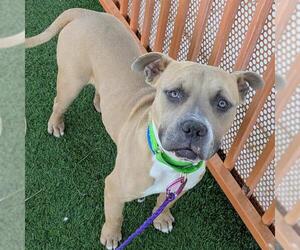 Mutt Dogs for adoption in Las Vegas, NV, USA