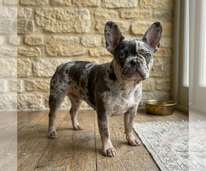 Mother of the French Bulldog puppies born on 01/22/2026