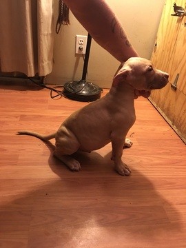Medium Photo #4 American Bully Puppy For Sale in ABERDEEN, NC, USA