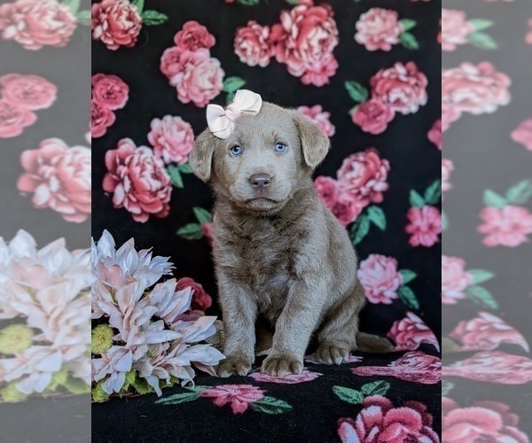 Medium Photo #2 Labrador Retriever Puppy For Sale in NEW HOLLAND, PA, USA