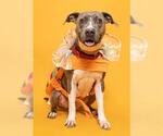 Small #1 American Staffordshire Terrier