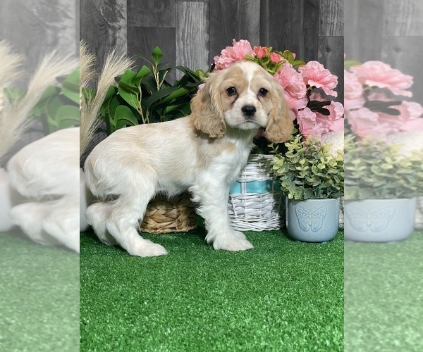 Medium Photo #4 Cocker Spaniel Puppy For Sale in CANOGA, NY, USA