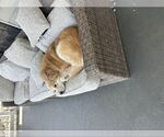 Small #1 Golden Labrador