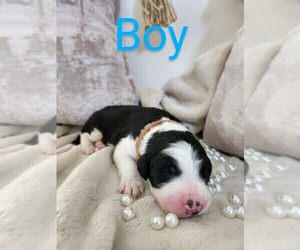 Medium Photo #1 Sheepadoodle Puppy For Sale in LEHI, UT, USA