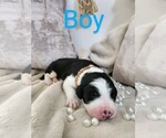 Puppy Brown Sheepadoodle