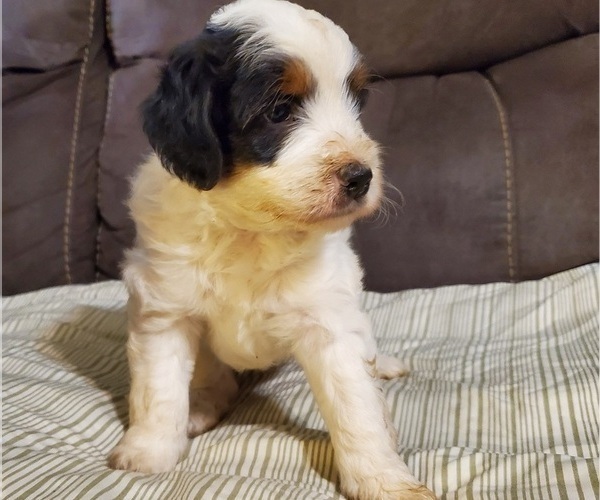Medium Photo #28 Bernedoodle (Miniature) Puppy For Sale in LEETONIA, OH, USA