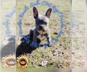 French Bulldog Puppy for sale in ATHENS, GA, USA