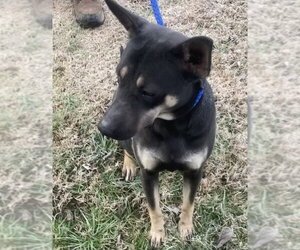 Molly - Female Australian Kelpie-Unknown Mix Dog for Adoption - Photo #3
