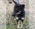 Small Photo #3 Australian Kelpie-Unknown Mix Puppy For Sale in Pottstown, PA, USA