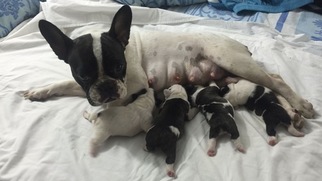 Mother of the French Bulldog puppies born on 02/14/2018