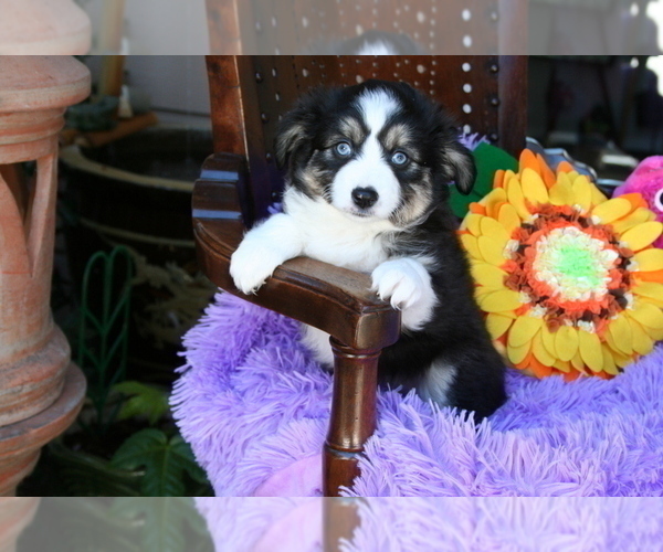 Medium Photo #12 Miniature Australian Shepherd Puppy For Sale in SEQUIM, WA, USA