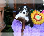 Small Photo #12 Miniature Australian Shepherd Puppy For Sale in SEQUIM, WA, USA