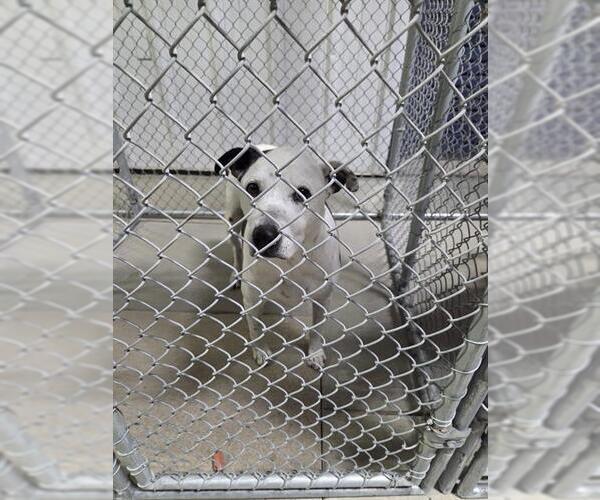 Medium Photo #1 American Pit Bull Terrier Puppy For Sale in Bakersfield, CA, USA