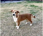 Small #3 Beagle Mix