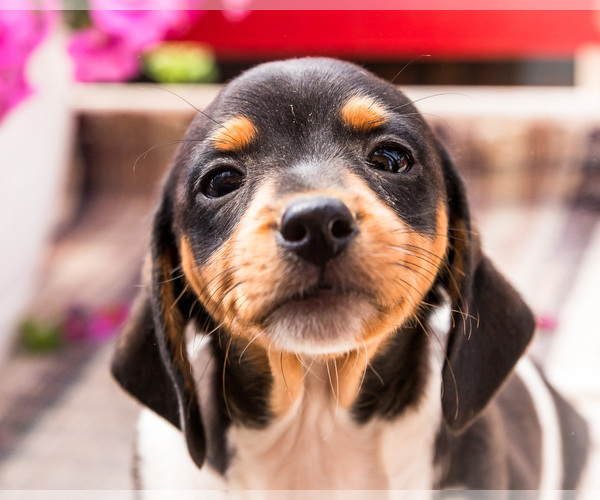 Medium Photo #14 Dachshund Puppy For Sale in WAKARUSA, IN, USA