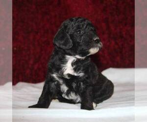 Poodle (Miniature) Puppy for sale in STANLEY, WI, USA