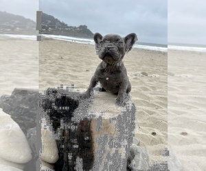 French Bulldog Puppy for sale in HAYWARD, CA, USA