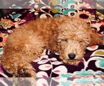 Small Photo #1 Miniature Labradoodle Puppy For Sale in MANHEIM, PA, USA