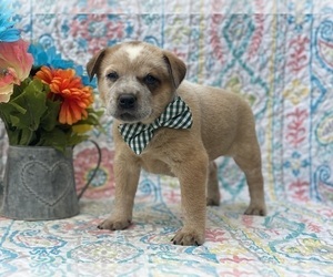 Australian Cattle Dog Puppy for sale in LANCASTER, PA, USA
