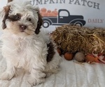 Small Photo #91 ShihPoo Puppy For Sale in GOSHEN, IN, USA