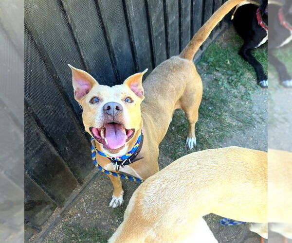 Medium Photo #1 American Pit Bull Terrier Puppy For Sale in Long Beach, CA, USA