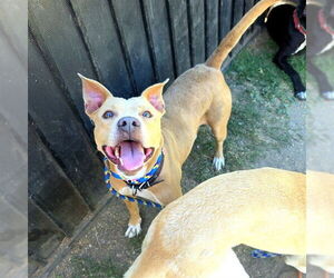 American Pit Bull Terrier Dogs for adoption in Long Beach, CA, USA