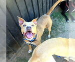 Small American Pit Bull Terrier