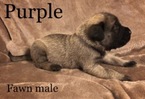 Small Photo #3 Mastiff Puppy For Sale in MANSFIELD, OH, USA